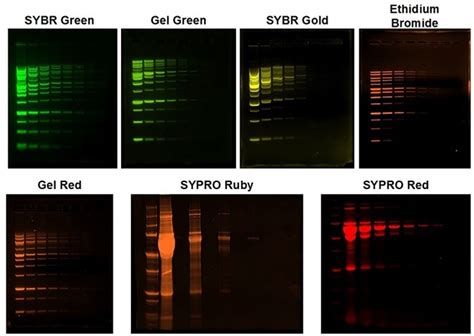 Fluorescence Gel Imaging: Take a Walk on the Bright Side